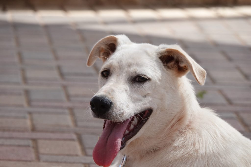 מעורבת לבנה בגודל בינוני בת כשבעה חודשים.