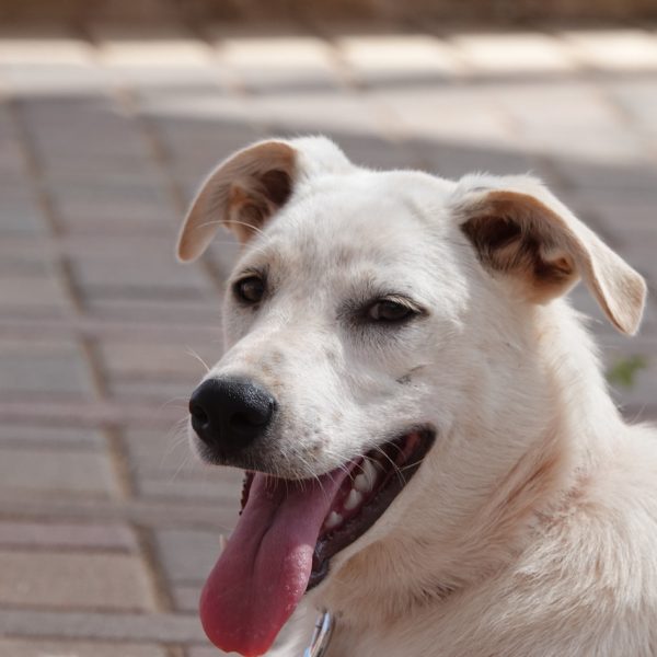 מעורבת לבנה בגודל בינוני בת כשבעה חודשים.