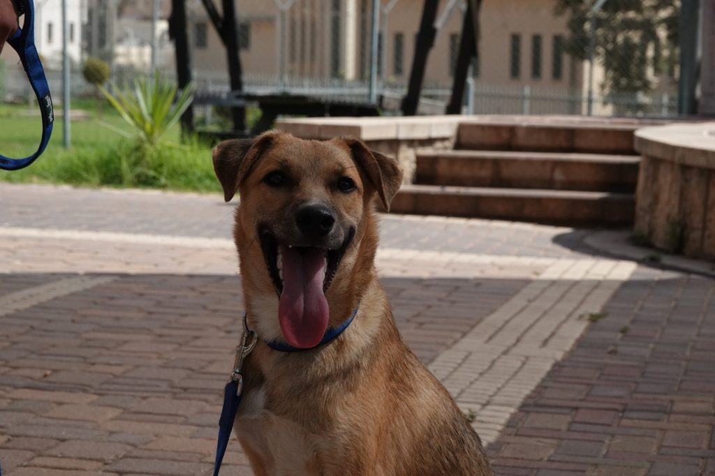 כלב מעורב בכל טוב, בן תשעה חודשים בגודל בינוני.