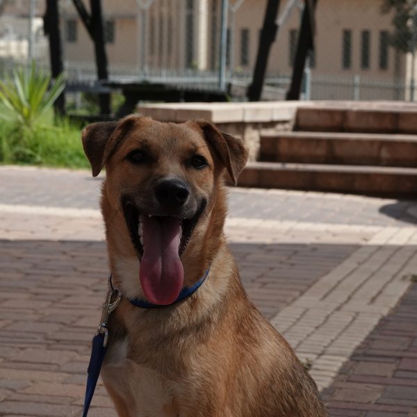 כלב מעורב בכל טוב, בן תשעה חודשים בגודל בינוני.