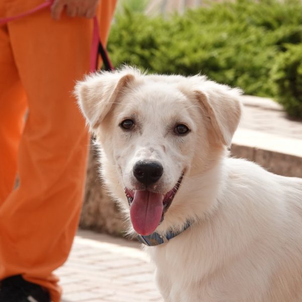 מעורבת לבנה, בגודל בינוני, בת כשבעה חודשים.