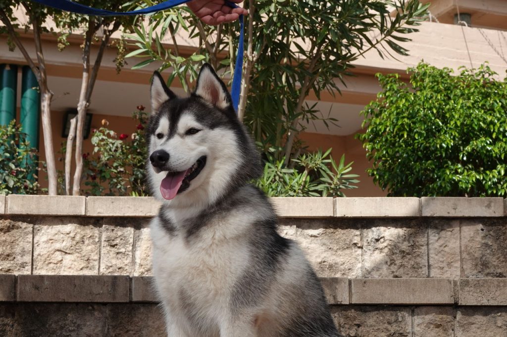האסקי אפור, גודל בינוני.