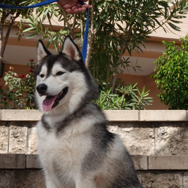 האסקי אפור, גודל בינוני.