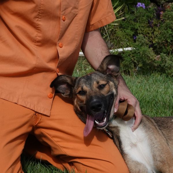 רועה בלגית מעורבת, חומה, בת כשנה.