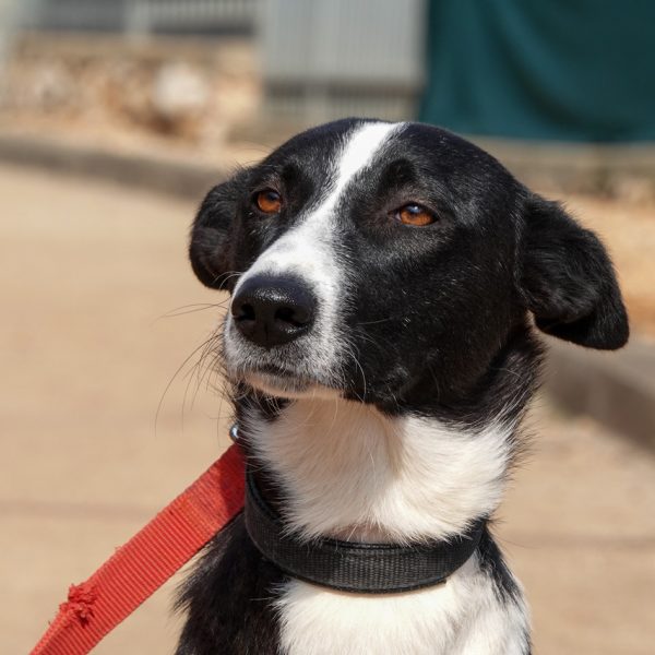תמונת קלאוז אפ של אליסון: כלבה בצבע שחורה לבנה, פרווה קצרה עם אוזניים משוכות לאחור עם רצועה אדומה