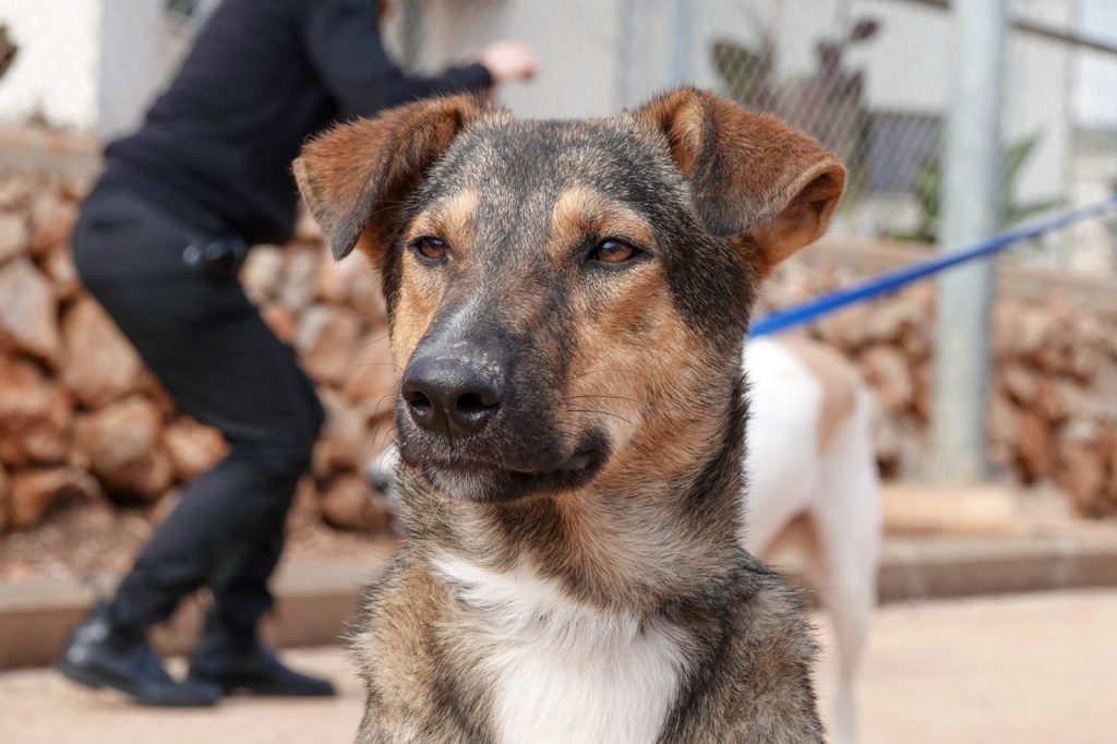 תמונה של פנים של כלב. הכלב בעל פרווה קצרה בצבעים חום, אפור ולבן