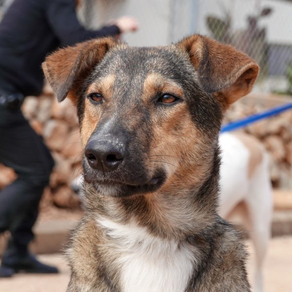 תמונה של פנים של כלב. הכלב בעל פרווה קצרה בצבעים חום, אפור ולבן