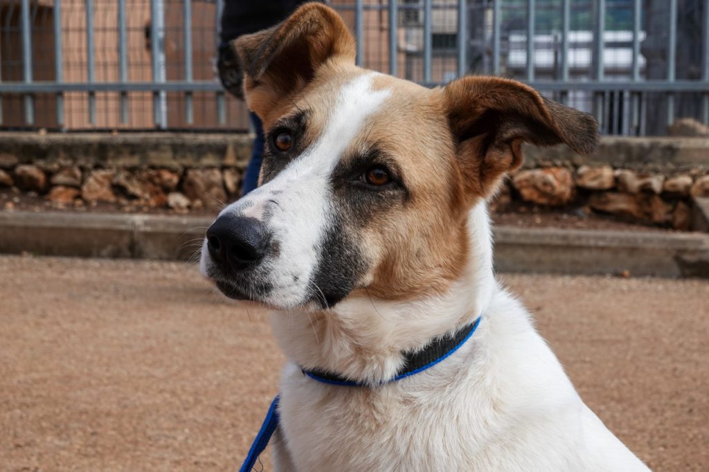 כלבה בעלת פרווה לבנה וחומה, עם מבט נטוי וקולר כחול