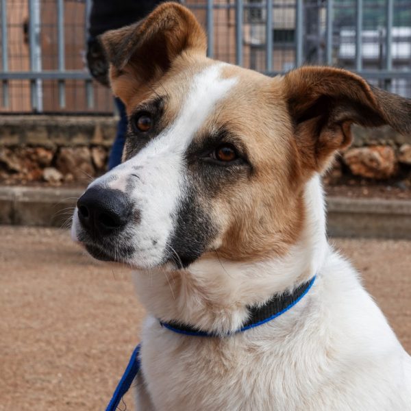 כלבה בעלת פרווה לבנה וחומה, עם מבט נטוי וקולר כחול