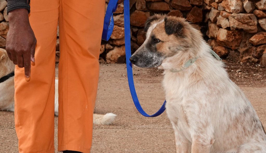 תמונת פרופיל של כלב בינוני בכל פרווה ארוכה בהירה בצבעים חום בהיר ולבן לצד דמות לבושה במכנסיים כתומים עם רצועה כחולה.