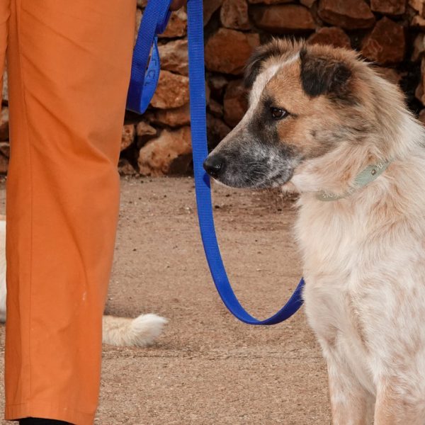 תמונת פרופיל של כלב בינוני בכל פרווה ארוכה בהירה בצבעים חום בהיר ולבן לצד דמות לבושה במכנסיים כתומים עם רצועה כחולה.