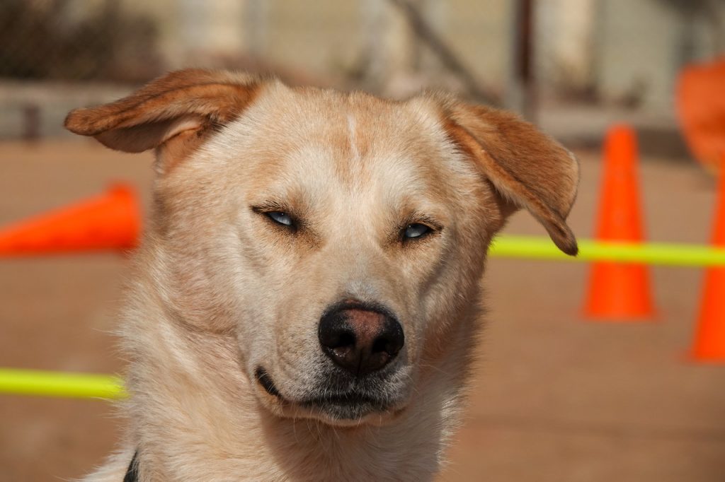 תמונת פנים של כלב בלונדיני בהיר בעל עיניים בתבע כחול בהיר.