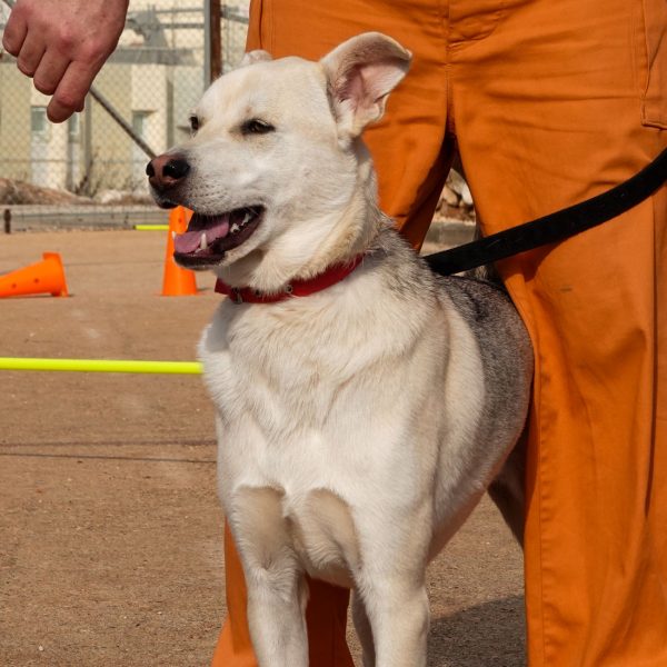 כלבה בגודל בינוני עומדת בין הרגליים של אסיר הלובש מכנסיים ארוכים כתומים.