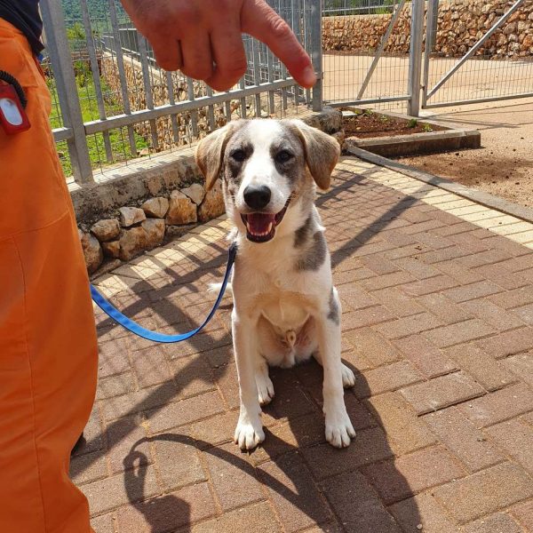 כלב עם פרווה לבנה ברובה עם כתמים חומים אפורים ישוב על מדרכה, קשור לרצועה כחולה ומחייך למצלמה.