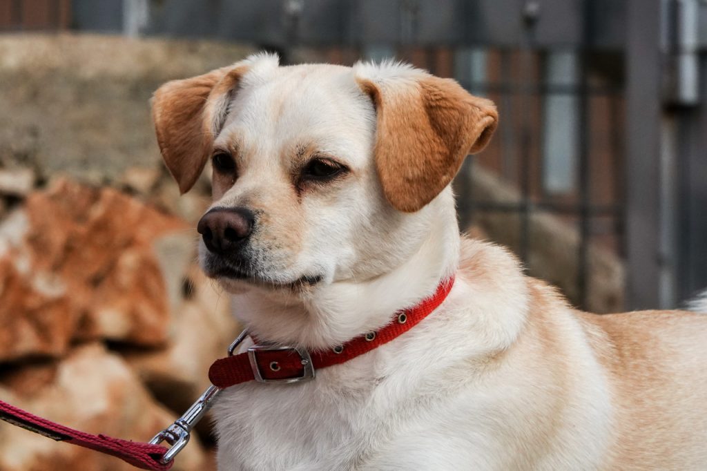 כלבה קטנה, בהירה לאימוץ