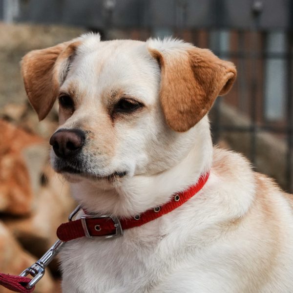 כלבה קטנה, בהירה לאימוץ