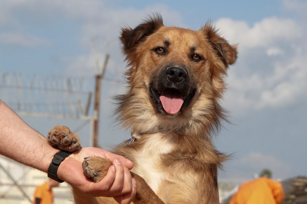 כלב חום ולבן עם פרווה ארוכה ולשון בחוץ