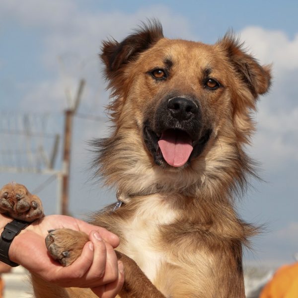 כלב חום ולבן עם פרווה ארוכה ולשון בחוץ