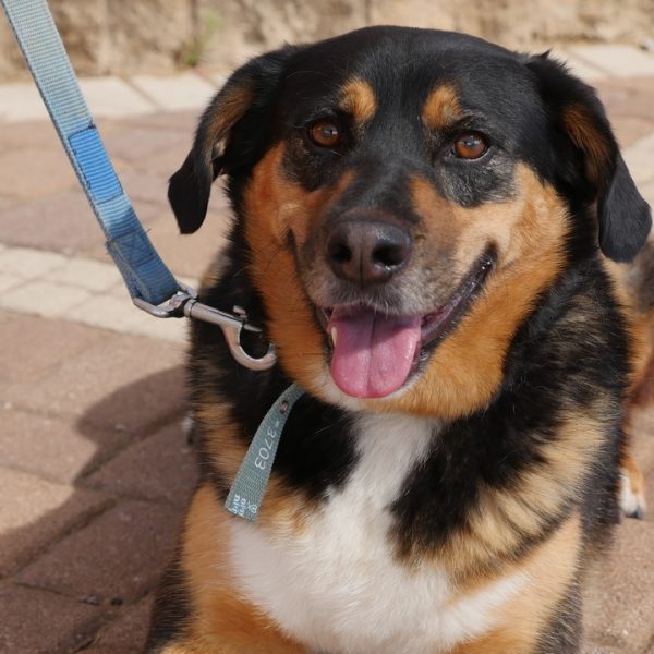 כלב בינוני, בן 4 מאד חברותי, חביב ורגוע שלפעמים זקוק למרחב שלו.