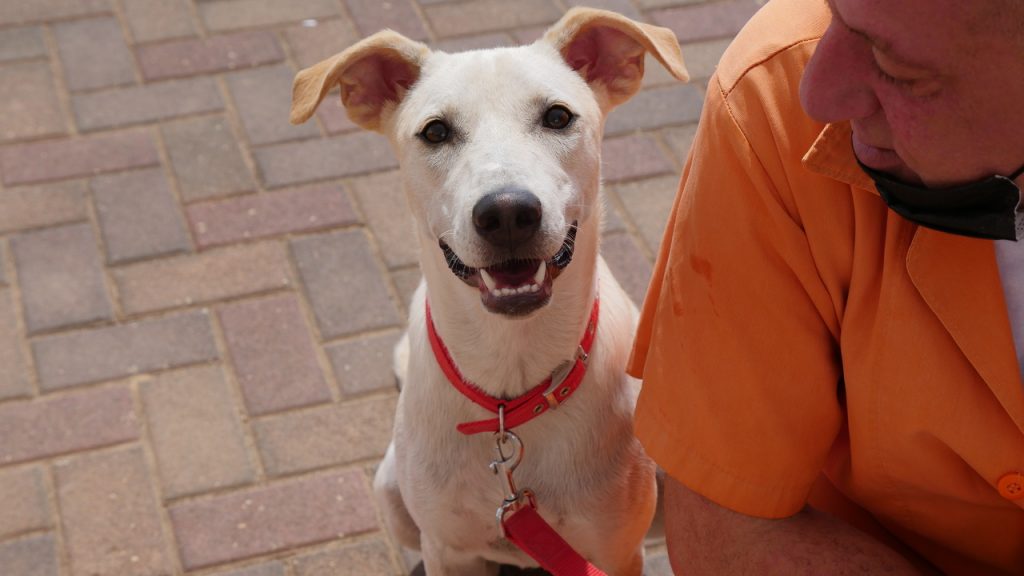 כלבה לבנה בגודל בינוני, בת כשמונה חודשים. מסתדרת עם אנשים כלבים וחתולים.