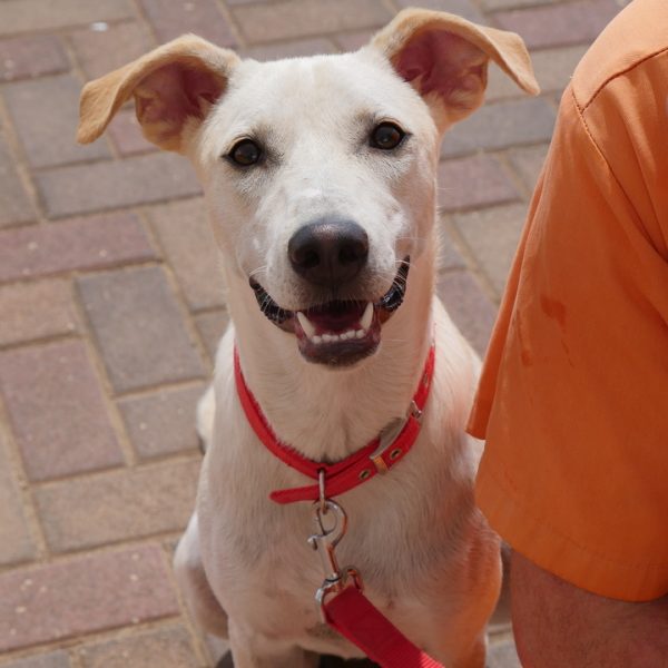 כלבה לבנה בגודל בינוני, בת כשמונה חודשים. מסתדרת עם אנשים כלבים וחתולים.