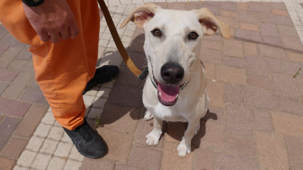 כלבה בינונית ועדינה בת כשמונה חודשים. זקוקה למשפחה שתתן לה תחושת ביטחון והרבה אהבה.