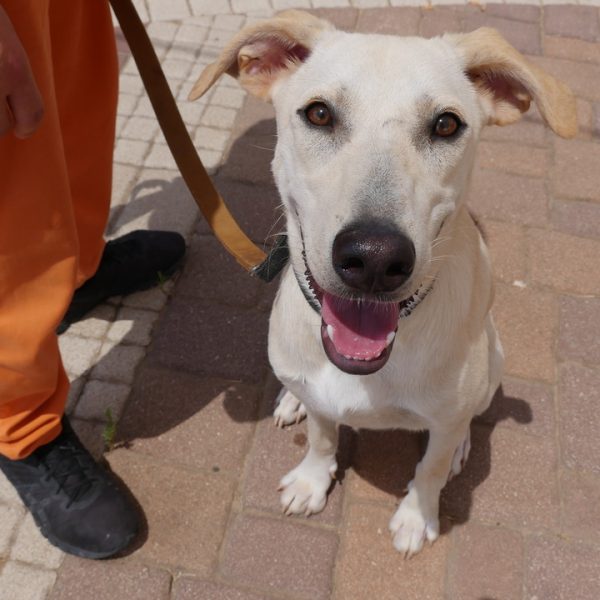 כלבה בינונית ועדינה בת כשמונה חודשים. זקוקה למשפחה שתתן לה תחושת ביטחון והרבה אהבה.