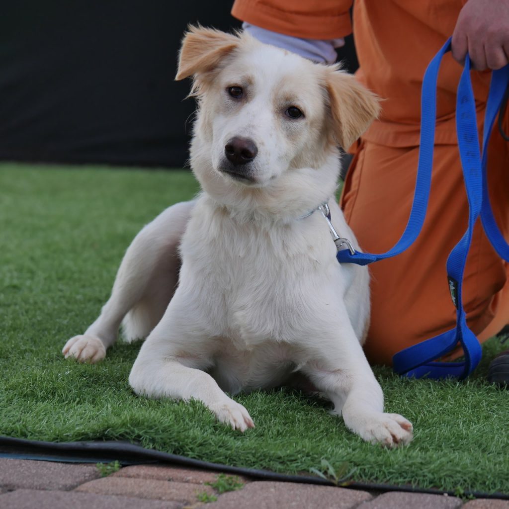 כלבה לבנה בעלת אוזניים חומות בהירות,שכובה לפני דמות לבושה כתום על הדשא.