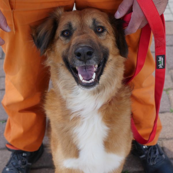 כלב חום בהיר עם לבן על החזה על הרצפה , נשען על דמות לבושה בכתום.