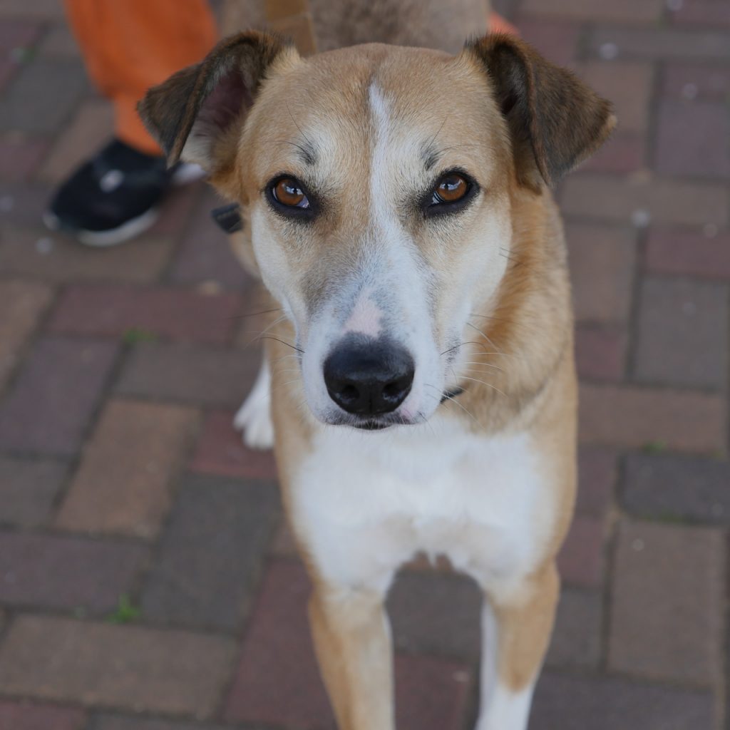 כנענית מעורבת, בינונית גדולה בצבעים חום בהיר ולבן.