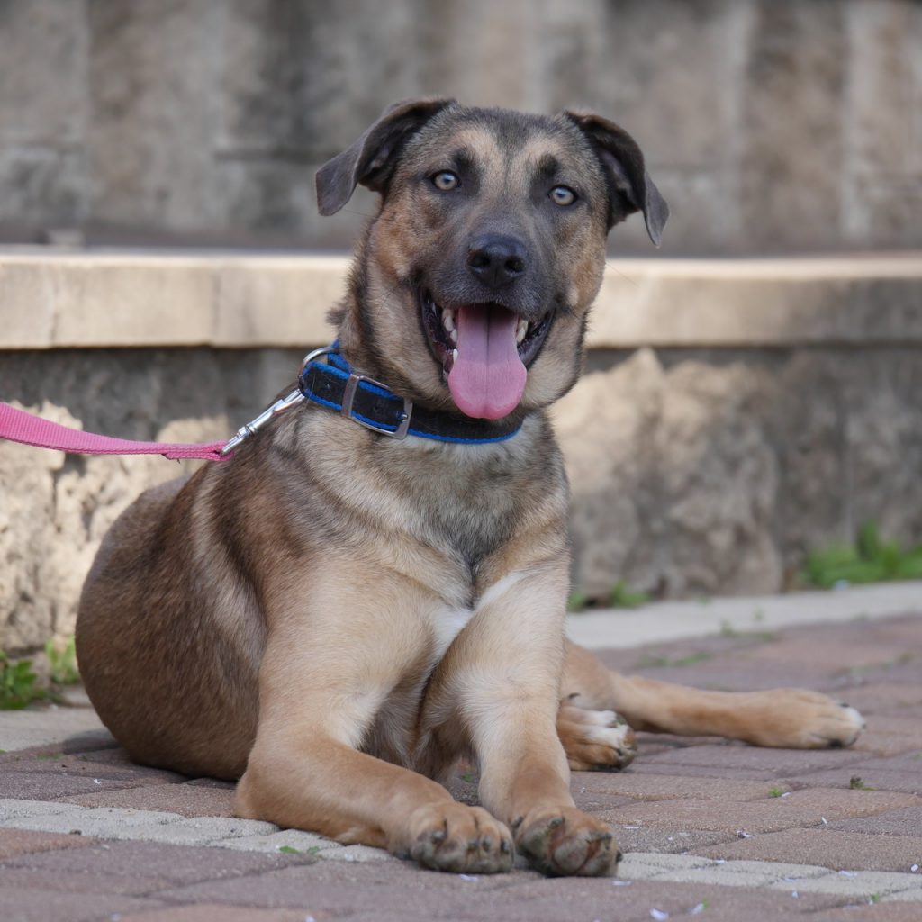 כלבת מילנואה מעורבת, בינונית שוכבת על הרצפה עם פה פתוח ולשון בחוץ.