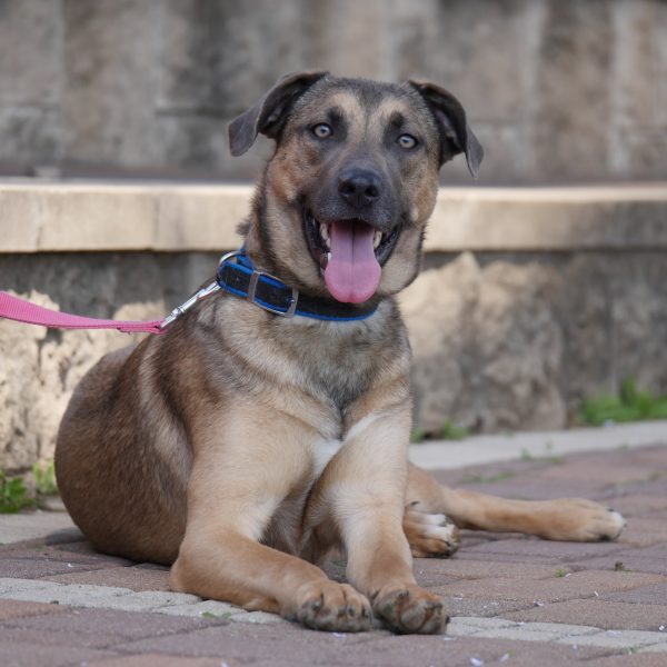 כלבת מילנואה מעורבת, בינונית שוכבת על הרצפה עם פה פתוח ולשון בחוץ.