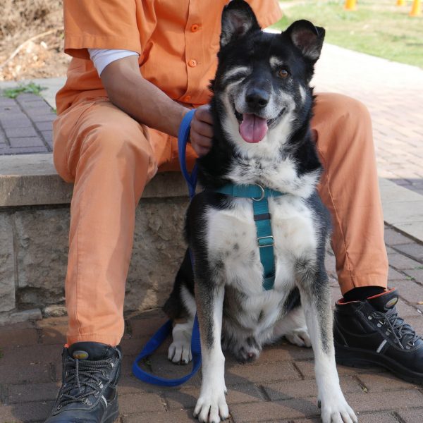 כלבה שחורה, לבנה ואפורה בעלת עין אחת. ישובה כשמאחוריה ישובה דמות לבושה בכתום.