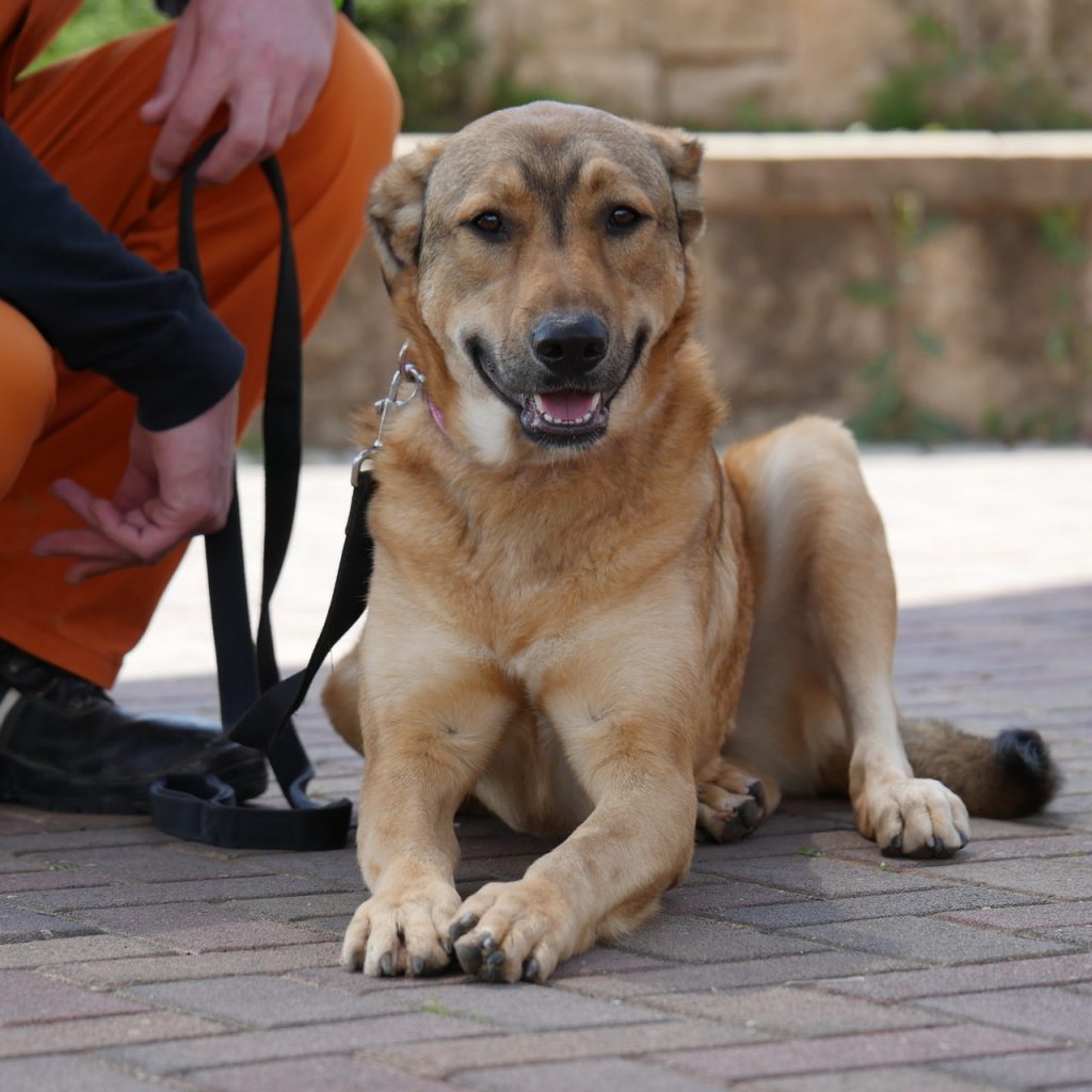 כלבה מעורבת, גדולה בצבע חום שוכבת על הרצפה, נראה שמחייכת לצד אסיר כפוף לידה.