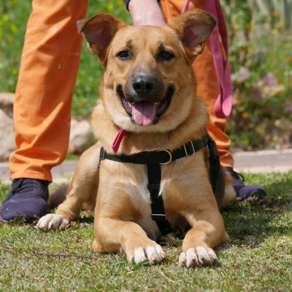 כלבה חומה בהירה עם כתמים לבנים שכובה בין רגליים של אסיר לבושה ברתמה שחורה.