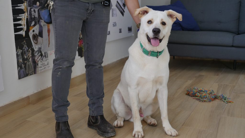 כלב מעורב גדול לבן עומד ליד בעליו