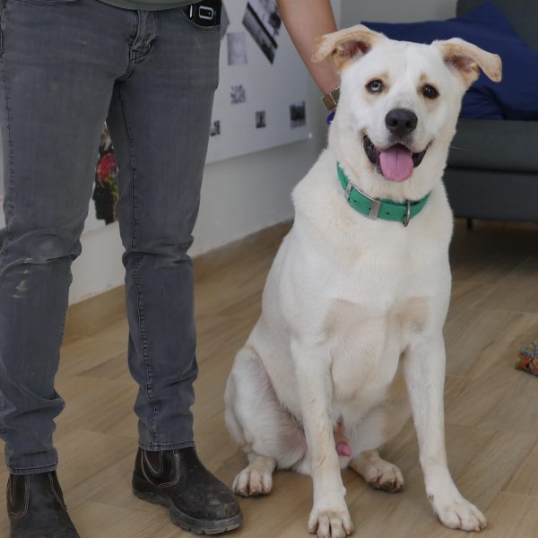 כלב מעורב גדול לבן עומד ליד בעליו