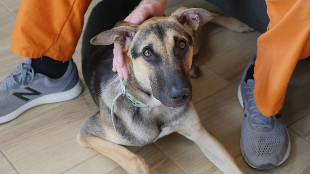 רועה גרמני מעורב גדול