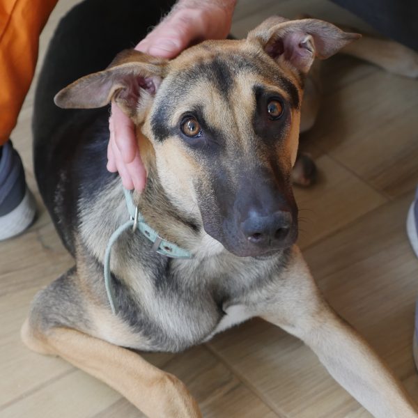 רועה גרמני מעורב גדול