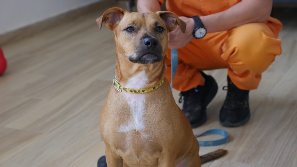 כלבה מעורבת קטנה בצבע חום בהירה עומדת ליד בעליה קשורה ברצועה בצבע תכלת