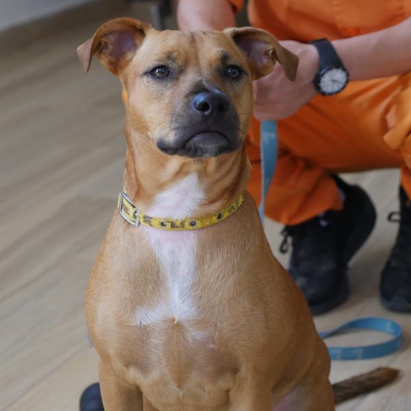 כלבה מעורבת קטנה בצבע חום בהירה עומדת ליד בעליה קשורה ברצועה בצבע תכלת