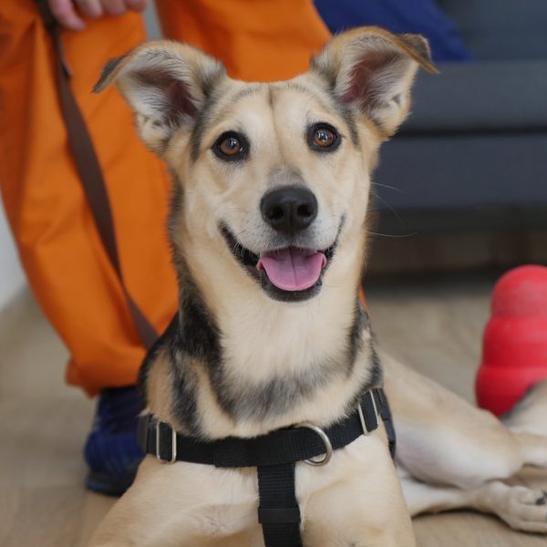 כלבה מעורבת בגודל בינוני יושבת על הרצפה