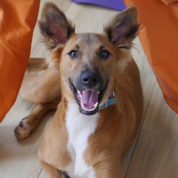 כלב מעורב גדול בכלא חרמון ממתין לאימוץ