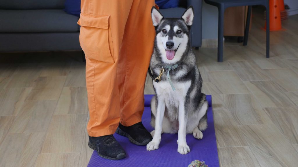 האסקית בת שנתיים ממתינה לאימוץ בכלא חרמון