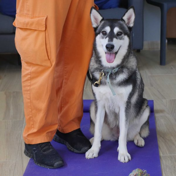 האסקית בת שנתיים ממתינה לאימוץ בכלא חרמון