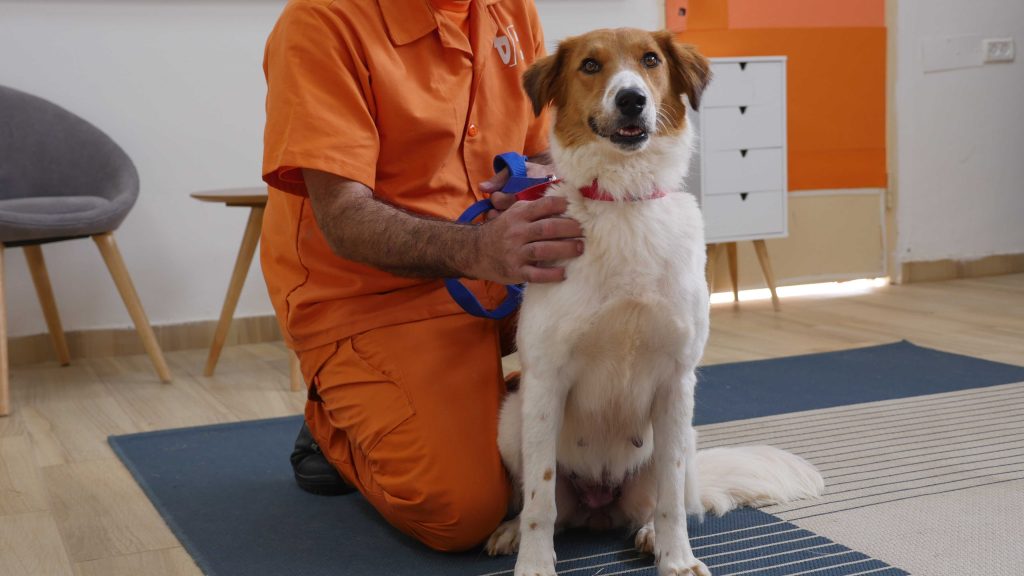 כלבה מעורבת כבת 5 ממתינה לאימוץ