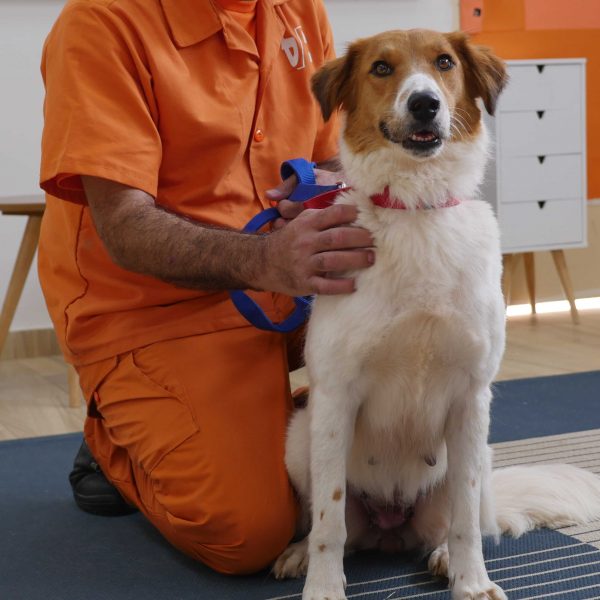 כלבה מעורבת כבת 5 ממתינה לאימוץ