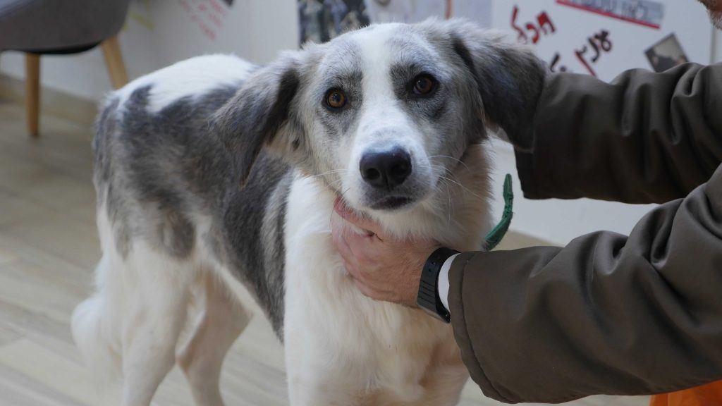 כלב מעורב בינוני