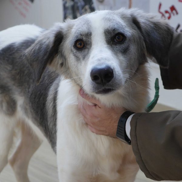 כלב מעורב בינוני