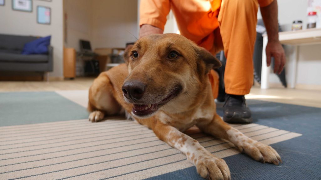 כלבה מעורבת בינונית שוכבת על הרצפה